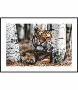 Plakat tygrys syberyjski De Art s.c.