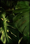 Plakat ciemna monstera dziurawa De Art s.c.