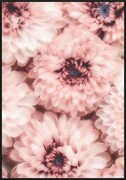 Plakat delikatne różowe chryzantemy De Art s.c.