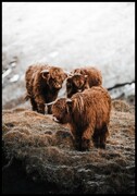 Plakat krowy szkockie w dolinie Fotobloki & decor
