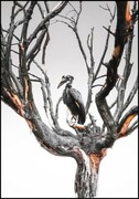 Plakat czarny ptak na drzewie De Art s.c.
