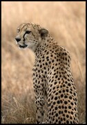 Plakat czuwający gepard De Art s.c.