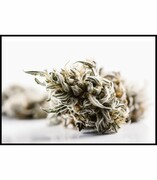 Plakat konopie indyjskie De Art s.c.