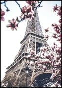 Plakat kwitnąca magnolia i wieża Eiffla De Art s.c.