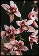 Plakat orchidea De Art s.c.