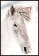 Plakat biały koń De Art s.c.
