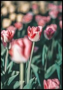 Plakat czerwono-biały tulipan De Art s.c.