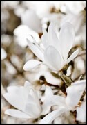 Plakat kwiat magnolii De Art s.c.