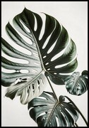 Plakat egzotyczna monstera De Art s.c.