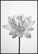 Plakat czarno-biały lotos De Art s.c.