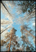 Plakat drzewa pokryte śniegiem De Art s.c.