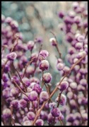 Plakat fioletowe pąki wierzby De Art s.c.