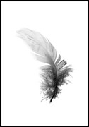 Plakat szare pióro De Art s.c.