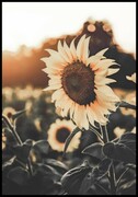 Plakat słonecznik o zachodzie słońca De Art s.c.