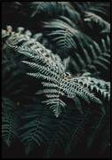 Plakat gałązka paproci z bliska De Art s.c.