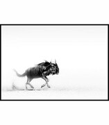 Plakat niebieskie gnu De Art s.c.