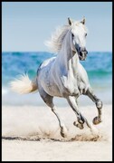 Plakat galopujący koń na plaży De Art s.c.