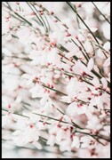 Plakat bukiet jasnoróżowych kwiatów Fotobloki & decor