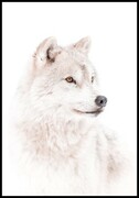 Plakat arktyczny wilk De Art s.c.