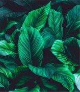 Próbka fototapety green leaves on dark background Fotobloki & decor