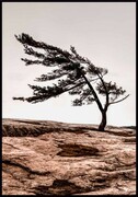 Plakat Sosna na wietrze De Art s.c.