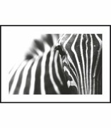 Plakat zbliżenie na zebrę De Art s.c.