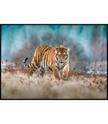 Plakat biegnący tygrys syberyjski Fotobloki & decor