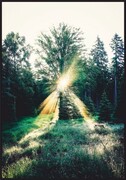 Plakat słońce pomiędzy drzewami Fotobloki & decor