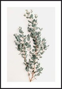 Plakat gałązka eukaliptusa De Art s.c.