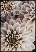 Plakat zmrożone białe chryzantemy De Art s.c.