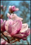 Plakat kwitnące magnolie Fotobloki & decor
