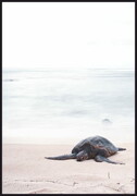 Plakat żółw morski na plaży De Art s.c.