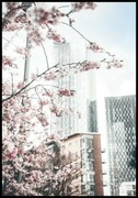 Plakat kwitnące drzewo w Manchesterze Fotobloki & decor