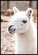 Plakat biała lama w zoo De Art s.c.