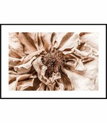 Plakat uschnięta róża De Art s.c.