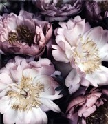 Próbka fototapety bouquet of peonies on black De Art s.c.