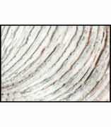 Plakat detale muszli morskiej De Art s.c.