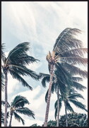 Plakat palmy na wietrze De Art s.c.
