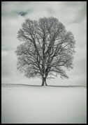 Plakat zimowe drzewo Fotobloki & decor