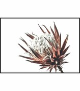 Plakat sucha protea De Art s.c.