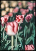 Plakat czerwono-biały tulipan Fotobloki & decor