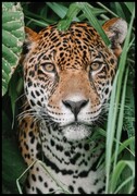 Plakat jaguar w Amazonii De Art s.c.