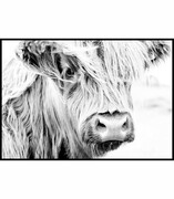 Plakat portret krowy szkockiej De Art s.c.