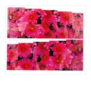 Naklejki wodne do paznokci arkusz 6,5 x 5,5 cm na 10 palców Nr 1587 Allepaznokcie