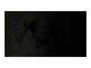 NATEC NFP-1474 Natec Filtr prywatyzujący RODO OWL 14, 16:9 NATEC