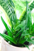 Sansevieria, Grubosz, Aloes - mix sukulentów OgrodnikM