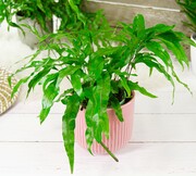 Paproć Kangurza, paprotka Microsorum diversifolium WĄSKI LIŚĆ OgrodnikM