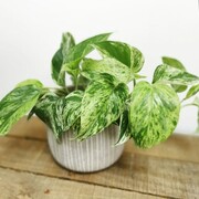 Pnącze domowe Epipremnum Marble Queen, Devil's Ivy OgrodnikGA
