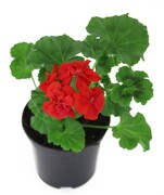 Zestaw 10szt Pelargonia stojąca bordowa Ogrodnictwo