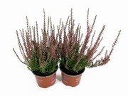 Zestaw 10x Wrzos Pospolity Selma, piękny wrzos Calluna Vulgaris OgrodnikOL